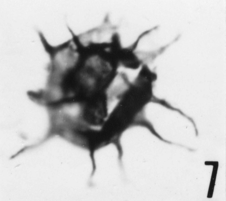 Fig. 7 - Goniosphaeridium pungens (Timofeev, B. V., 1959) n. comb. CHE-25. I. R. Se. N. B. No b503.