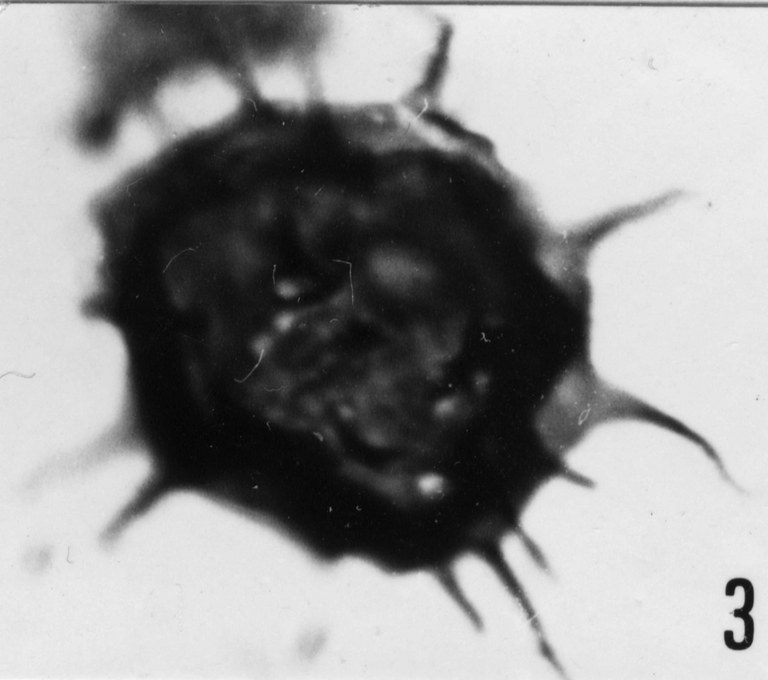 Fig. 3 - Goniosphaeridium pungens (Timofeev, B. V., 1959) n. comb. CHE-25. I. R. Se. N. B. No b503.
