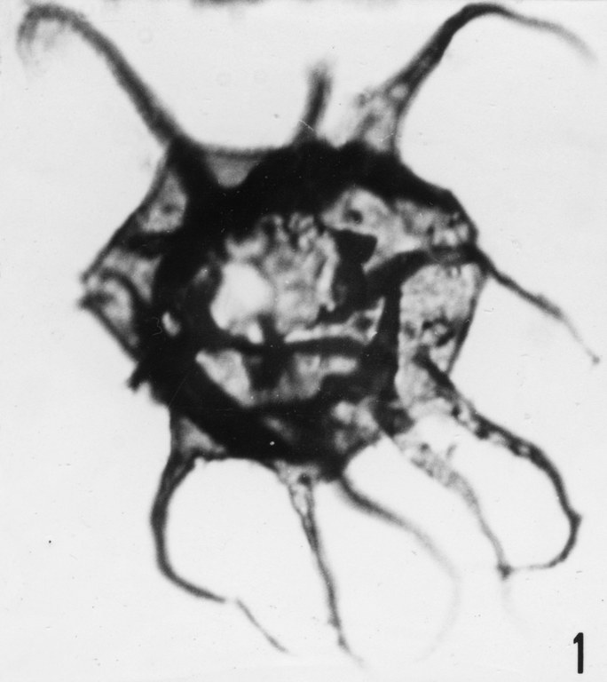 Fig. 1 - Goniosphaeridium uncinatum (Downie, C., 1958) Kjellström, G., 1971. VIL-13. I. R. Se. N. B. N° b527.