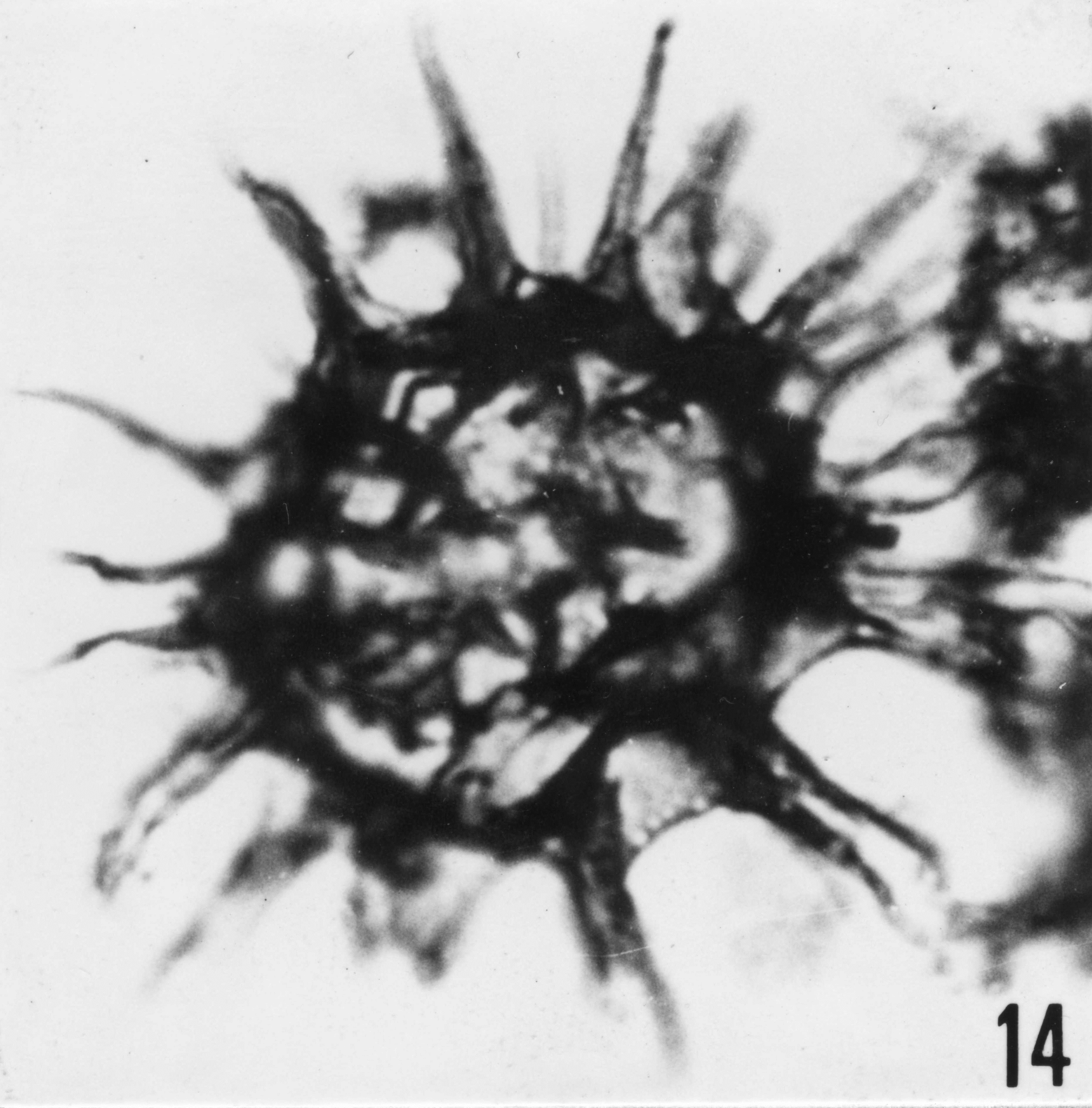 Fig. 14 - Goniosphaeridium uncinatum (Downie, C., 1958) Kjellström, G., 1971. VIL-12. I. R. Se. N. B. N° b526.