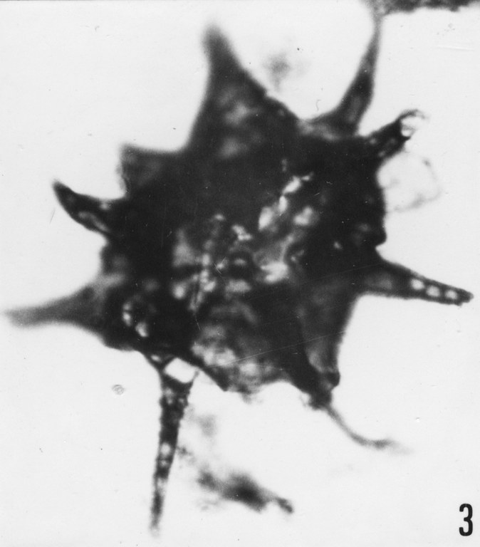 Fig. 3 - Goniosphaeridium uncinatum (Downie, C. 1958) Kjellström, G., 1971. VIL-12. I. R. Se. N. B. No b525.