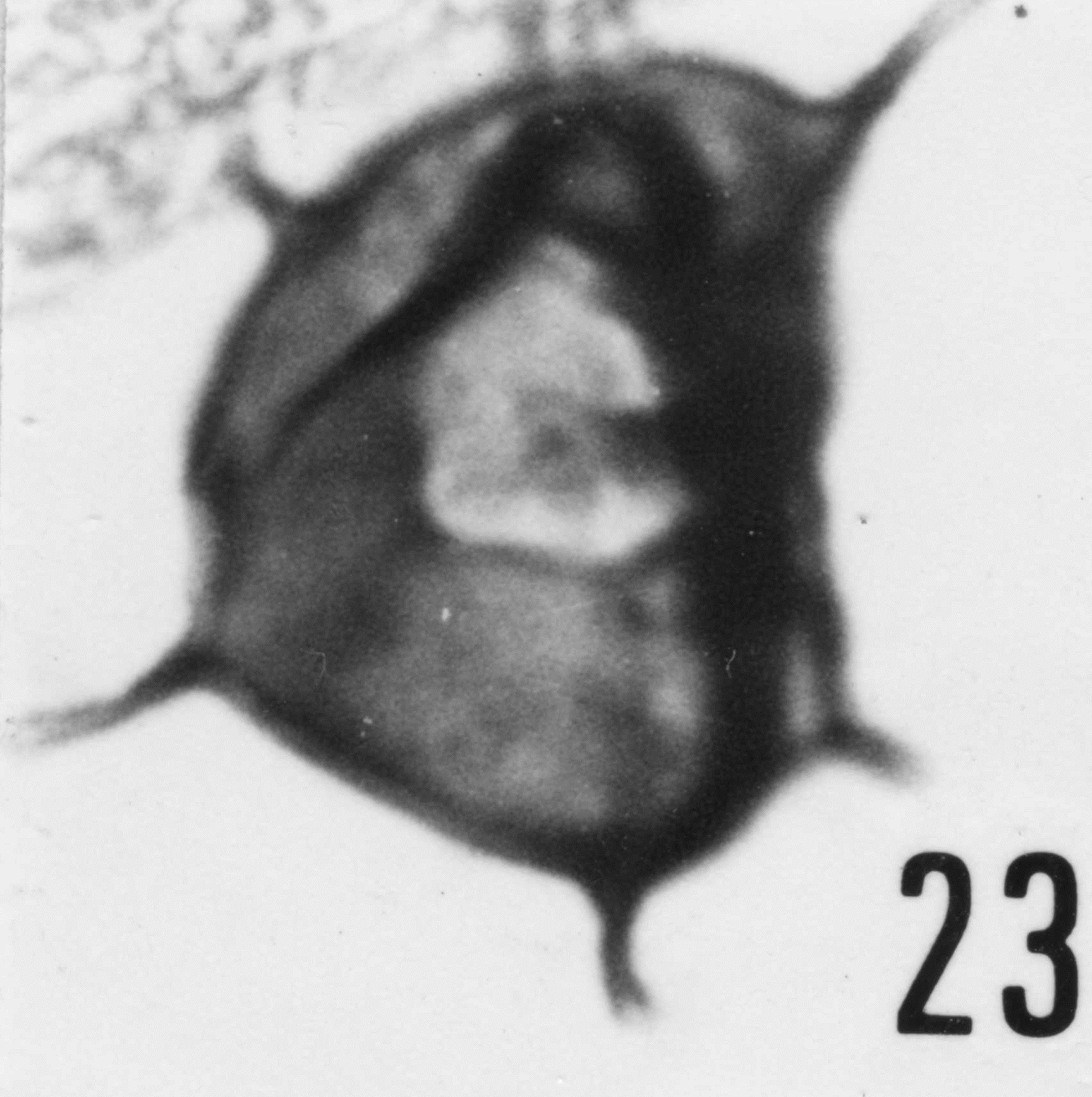 Fig. 23 - lmpluviculus cleae (Martin, F., 1972) n. comb. CHE-28. I. R. Sc. N. B. N° b507. 