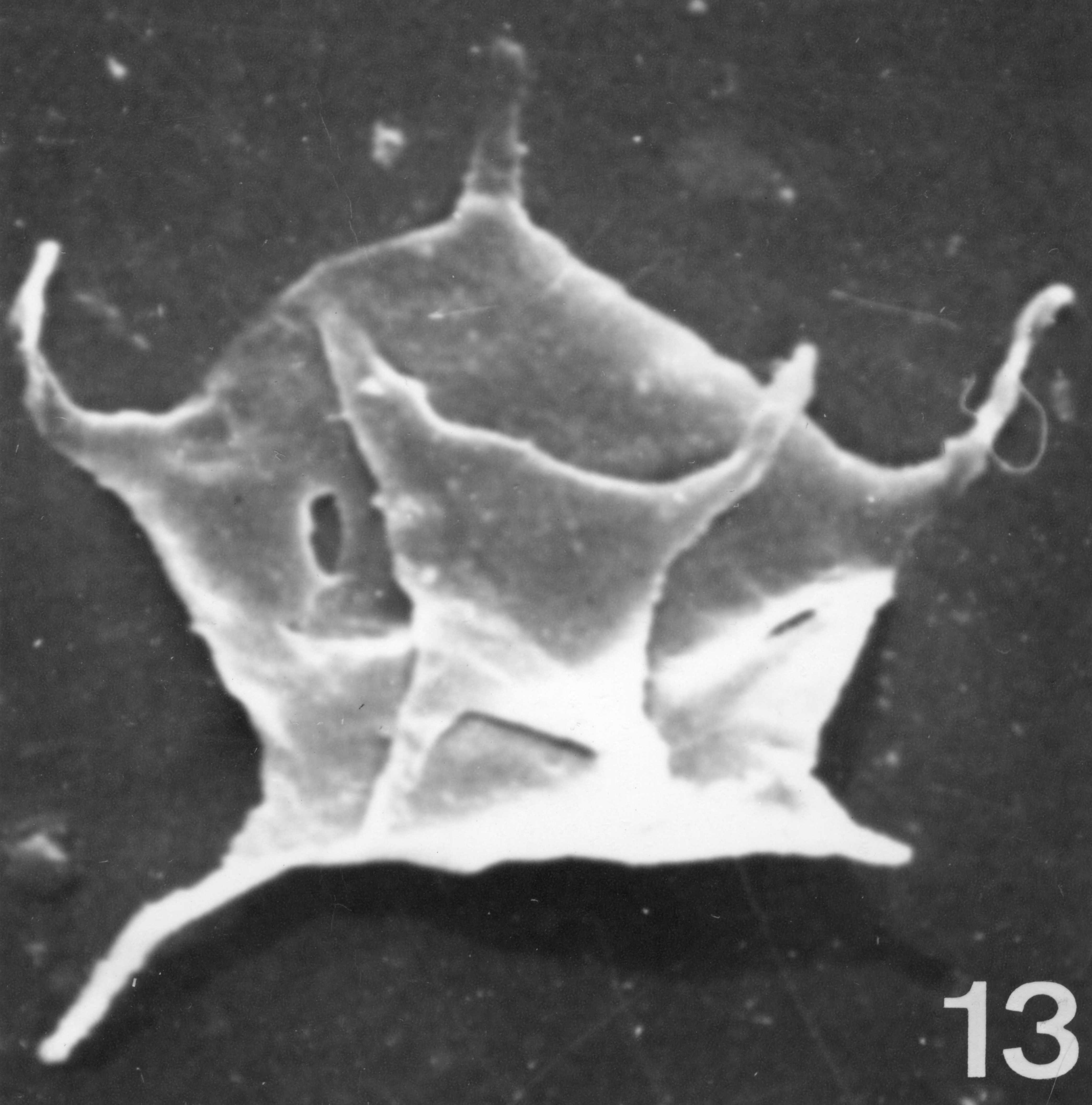 Fig. 13 - lmpluviculus ? sp. CHE-31. I. R. Sc. N. B. N° b537.