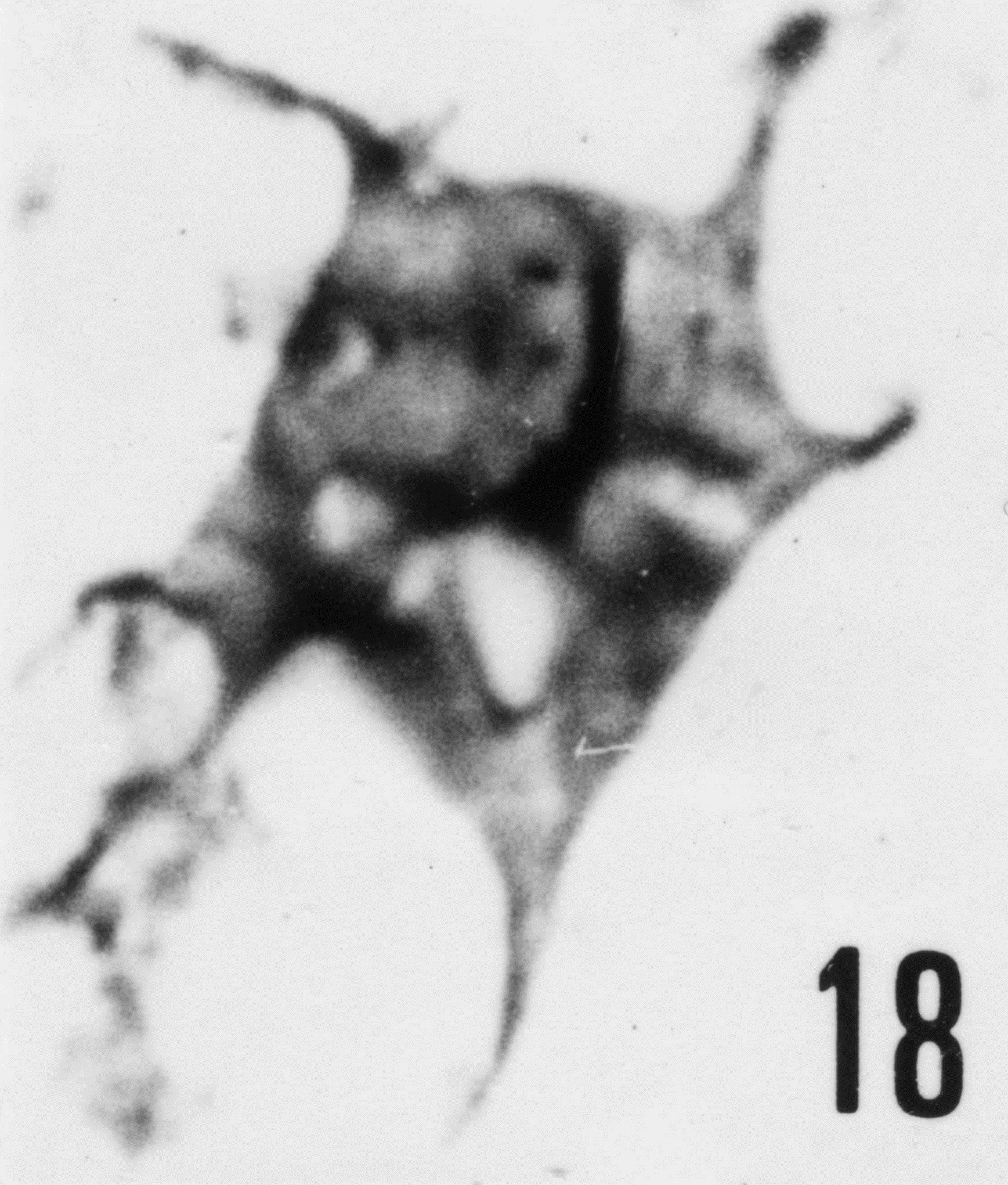 Fig. 18 - lmpluviculus stellaris n. sp. CHE-31. Holotype. I. R. Sc. N. B. N° b510. 