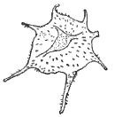 Fig. 8 - Impluviculus stellaris n. sp. Paratype X 1 000. 1. R. Sc. N. B. N° b501