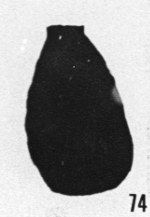 Fig. 74 - Lagenochitina lata Taugourdeau et de Jekhowsky. -175,50 m. b 404