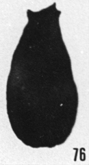 Fig. 76 - Lagenochitina lata Taugourdeau et de Jekhowsky. -175,50 m. b 412