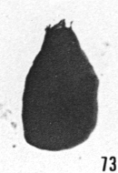 Fig. 73 - Lagenochitina lata Taugourdeau et de Jekhowsky. -172,50 m