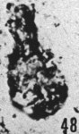 Fig. 48 - Lagenochitina reducta nov. sp.; holotype. —172,50 m. b 406.