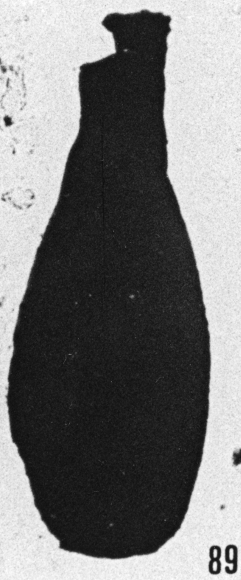 Fig. 89 - Lagenochitina sp. —172,50 m. b 404.