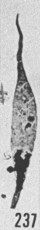 Fig. 237 - Leiofusa estrecha Cramer. —167,50 m. b 335.