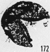 Fig. 172 - Leiosphaeridia perjorata (Eisenack). —178,50 m. b 379
