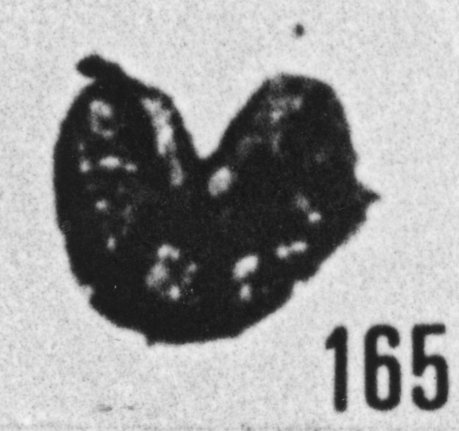 Fig. 165 - Leiosphaeridia perjorata (Eisenack). —178,50 m. b 379