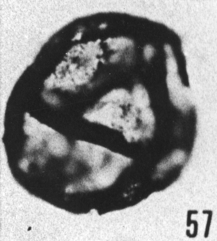 Fig. 57 - Lophosphaeridium papillatum (Staplin). —172,50 m. b 409.