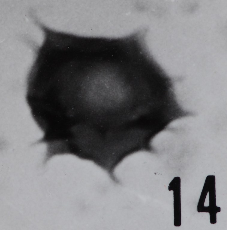  Fig. 14 - Micrhystridium cleae n. sp. Sainte-Cécile : STC-2. b 459. 