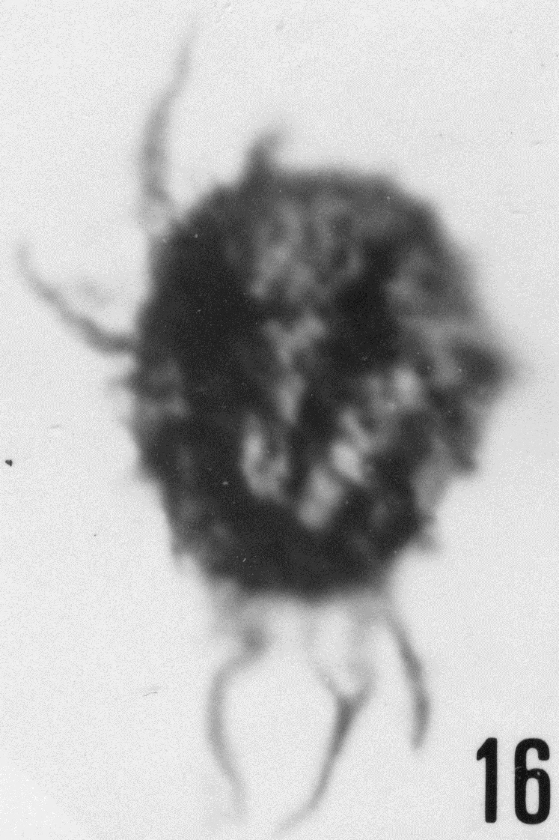 Fig. 16 - Micrhystridium pellitum n. sp. CHE-32. Paratype. I. R. Sc. N. B. N° b512.