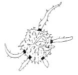 Fig. 6 - Micrhystridium pellitum n. sp. X 1 000. Paratype I. R. Se. N. B. N° b496.