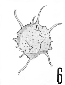 Fig. 6 - Michrystridium robustum Downie, C., 1958. Sainte-Cécile : STC-2. b 460.