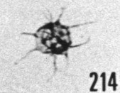 Fig. 214 - Micrhystridium stellatum Deflandre. —180,00 m. b 339.