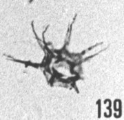 Fig. 139 - Micrhystridium. stellatum Deflandre. -154,50 m, b 363