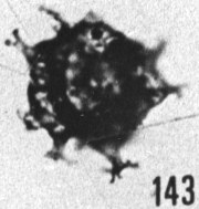 Fig. 143 - Multiplicisphaeridium borracherosum Cramer. —154,50 m. b 362.