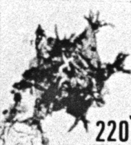Fig. 220 - Multiplicisphaeridium aff. corallinum (Eisenack). —167,50 m. b 322.