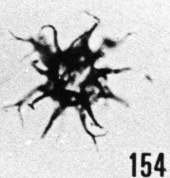 Fig. 154 - Multiplicisphaeridium imitation (Deflandre). —154,50 m. b 358.