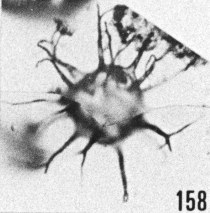 Fig. 158 - Multiplicisphaeridium irregulare Staplin, Jansonius et Pocock. -183,00 m. b 384.