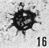 Fig. 16 - Multiplicisphaeridium lobeznum (Cramer). —172,50 m. b 408.
