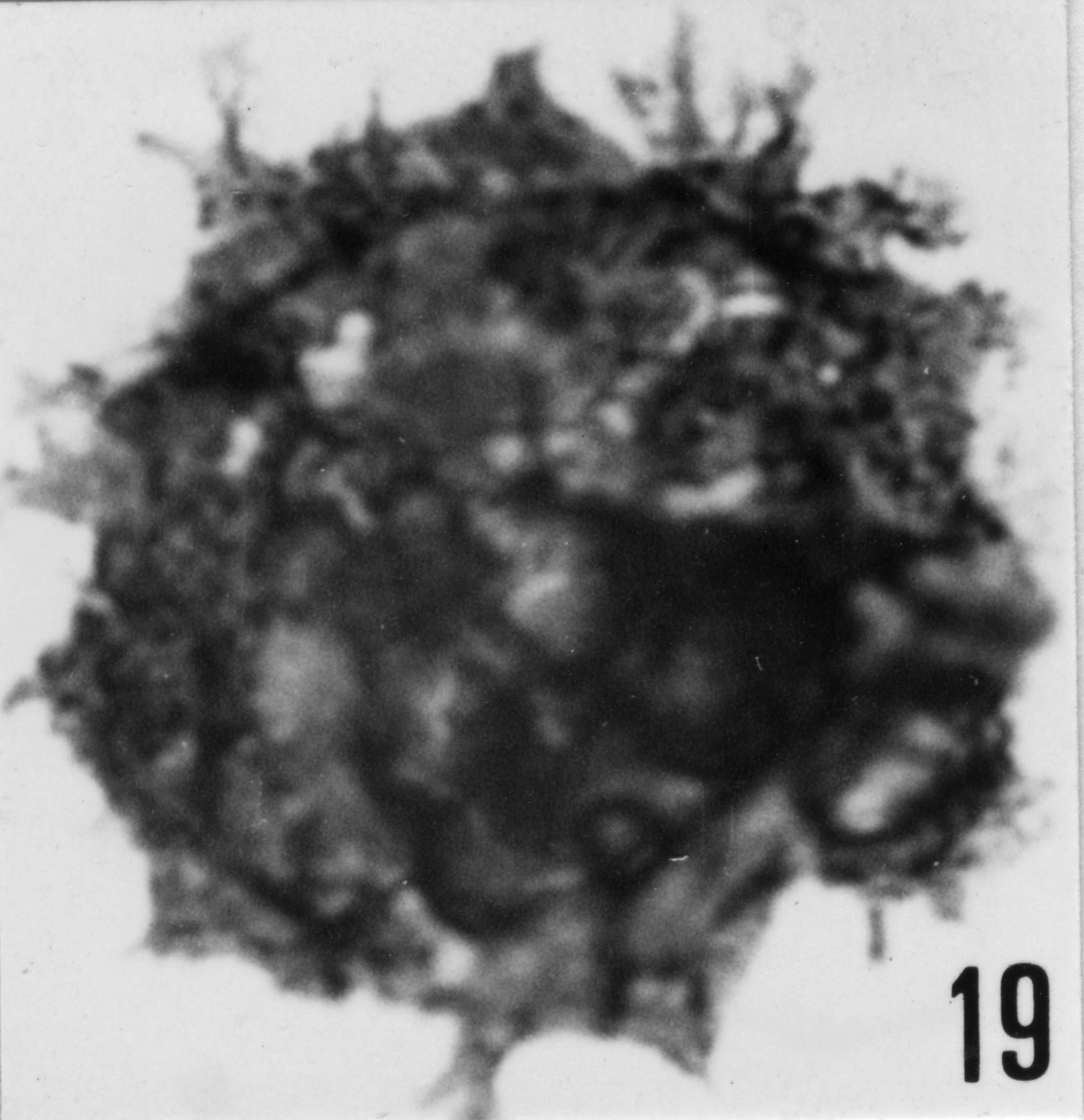 Fig. 19 - Multiplicisphaeridum ? martae Cramer, F. H. et Diez de Cramer, M. C. R., 1972. THY-1. I. R. Se. N. B. N° b488.