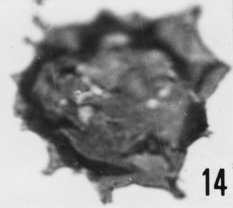 Fig. 14 - Multiplicisphaeridium ? martae Cramer, F. H. et Diez de Cramer, M. C. R., 1972. THY-1. I. R. Se. N. B. N° b488.