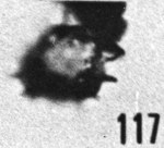 Fig. 117 - Multiplicisphaeridium raspa (Cramer); ouverture hexagonale. —183,00 m. b 384.