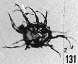 Fig. 131 - Multiplicisphaeridium rusticum nov. sp. —154,50 m. b 363.