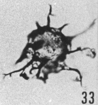 Fig. 33 - Multiplicisphaeridium rusticum nov. sp.; même spécimen. -175,50 m. b 421.