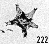 Fig. 222 - Multiplicisphaeridium visbyense (Eisenack). —167,50 m. b 336
