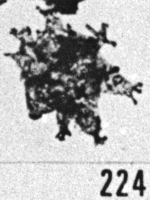 Fig. 224 - Multiplicisphaeridium visbyense (Eisenack). —167,50 m. b 332. 