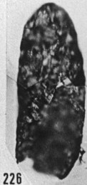 Fig. 226 - Navifusa brasiliensis lingula (Brito et Santos). —182,00 m. b 343.