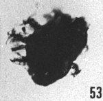 Fig. 53 - Peteinosphaeridium breviradiatum (Eisenack). —175,50 m. b 416