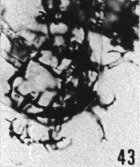 Fig. 43 - Peteinosphaeridium nudum (Eisenack). —175,50 m. b421.