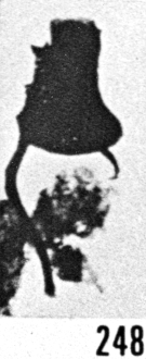 Fig. 248 - Plectochitina longicornis (Taugourdeau et de Jekhowsky). -185,00 m. b 345.