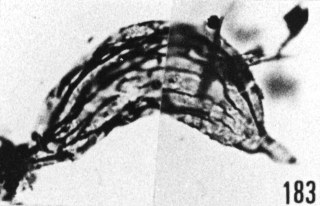 Fig. 183 - Poikilofusa aff. spinata Staplin, Jansonius et Pocock; spécimen peu incurvé au niveau de la zone équatoriale. —186,00 m. b 390.