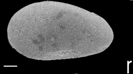Fig. 3r - Cytherellina sp. A Becker 1965? RC. C Fm. EN91. IRScNB n° b6781.