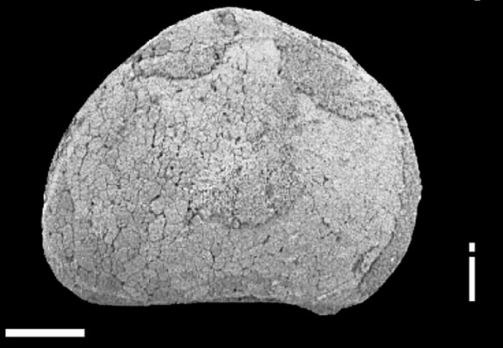 Fig. 4i - Praepilatina sp. A. RC. C Fm. ENO74. IRScNB n° b6793.