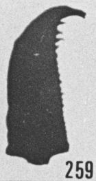 Fig. 259 - Oenonites sp. —185,00 m. b 348.