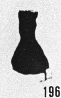 Fig. 196 - Ancyrochitina ancyrea (Eisenack). —161,50 m. b 370.