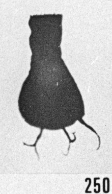 Fig. 250 - Ancyrochitina ancyrea (Eisenack). -185,00 m. b 346.