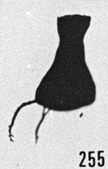 Fig. 255 - Ancyrochitina ancyrea (Eisenack). -185,00 m. b 346.