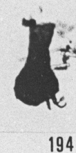 Fig. 194 - Ancyrochitina ancyrea (Eisenack). —174,00 m. b 374.