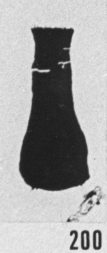 Fig. 200 - Ancyrochitina aff. bulmani (Jansonius). —180,50 m. b 382.