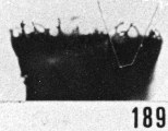 Fig. 189 - Ancyrochitina aff. bulmani (Jansonius); détail de la collerette. -178,50 m. b 380.